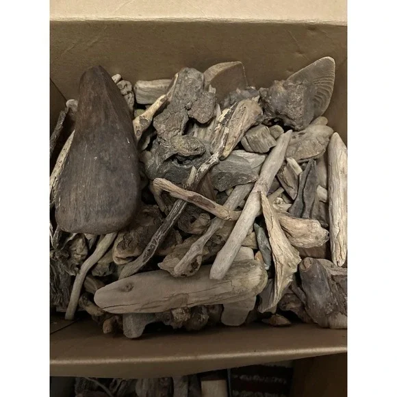 Driftwood 42# Lotaquarium terrarium beach decor‎ taxidermy Hermit Crabs +++